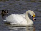 Bewick's Swan (WWT Slimbridge April 2013) - pic by Nigel Key